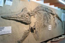 museu de paleontologia